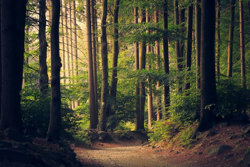 woods, trees, pathway